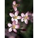 Bach Flower Remedies for Animals - Centaury